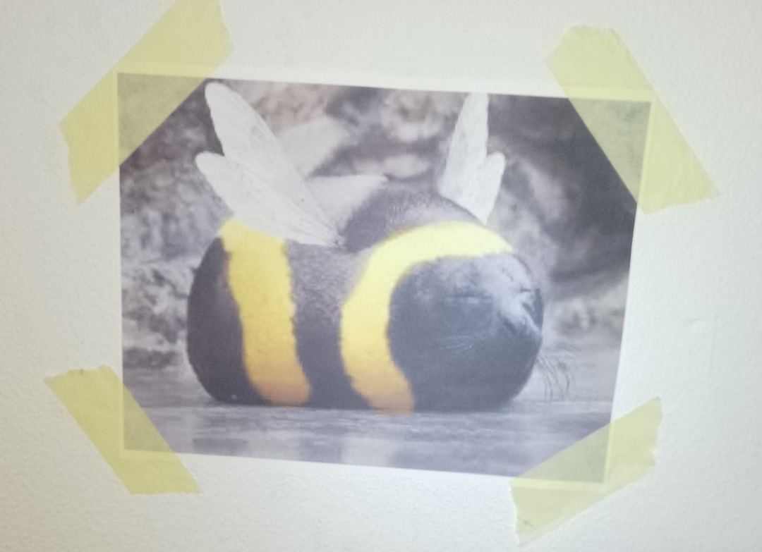 foca abejita - meme