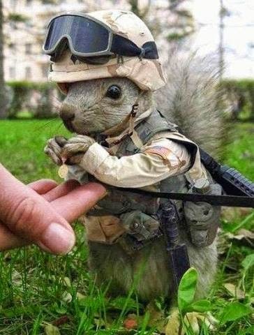 soldado esquilo.... - meme