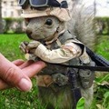 soldado esquilo....
