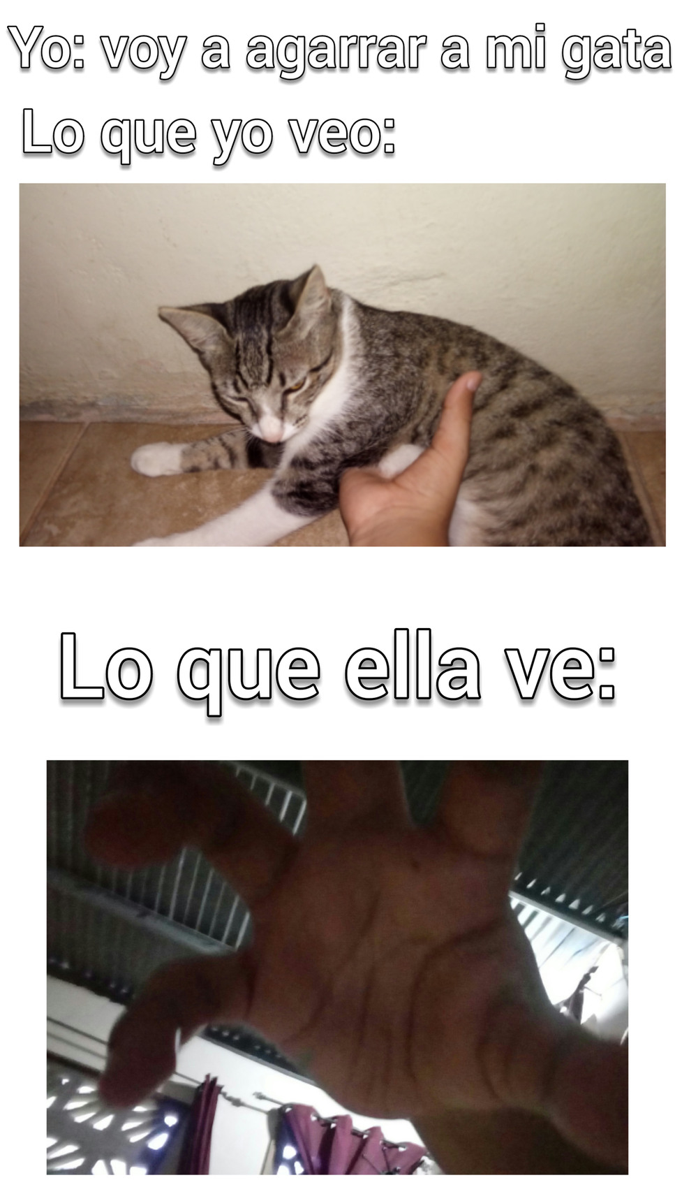 Top Memes de Gatos en Español - Memedroid