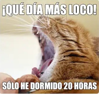 ¡¡Estoy durmiendo!! - meme