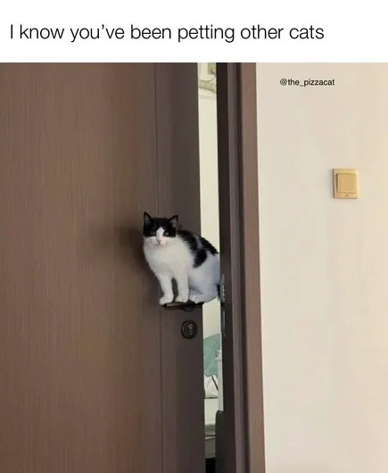 Your cat knows you've been cheating - meme