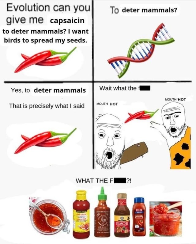 Capsaicin: evolution's hot little prank - meme