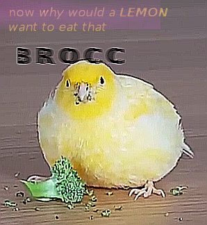 Birb or lemon? - meme
