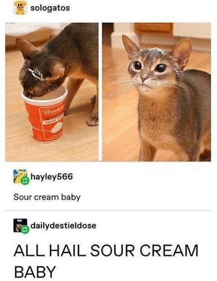 sour cream baby - meme