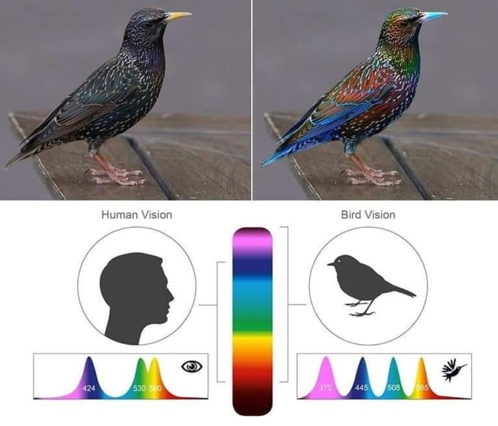 Bird's incredible visual receptors compared with ours - meme