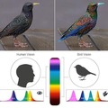 Bird's incredible visual receptors compared with ours
