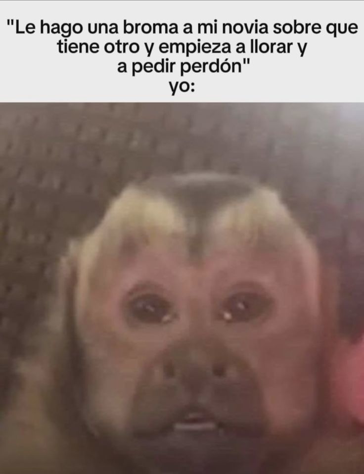 Xq - meme