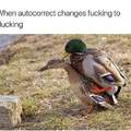 Duck fuck