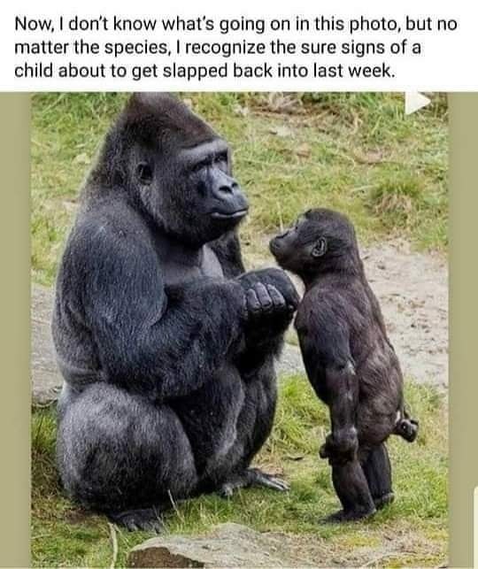 Mom gorilla - meme