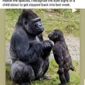 Mom gorilla