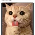 Memes de gatos no. 302 las manos mishi
