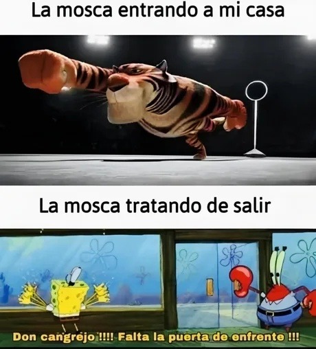 La mosca entrando vs intentando salir de mi casa - meme