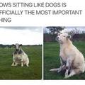 Sitting like humans