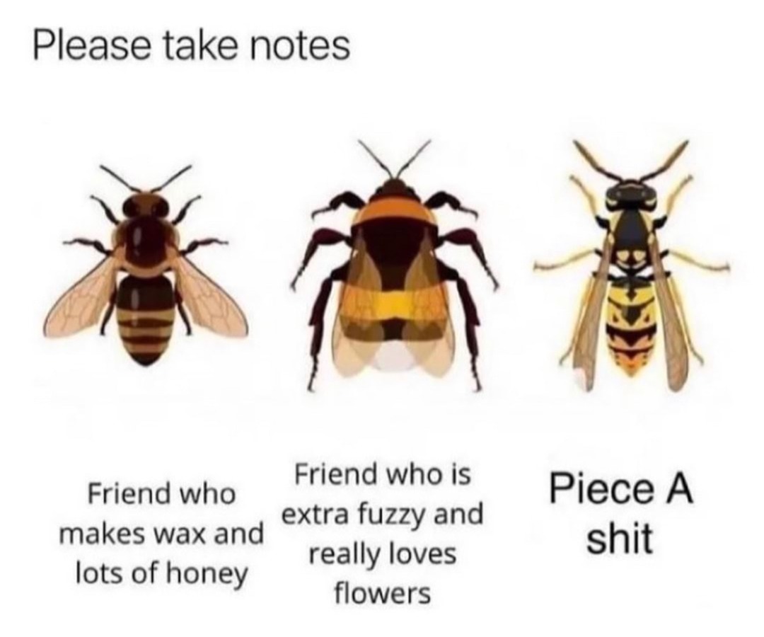 From left to right (I think): honey bee, bumblebee, and yellow jacket - meme