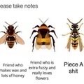 From left to right (I think): honey bee, bumblebee, and yellow jacket
