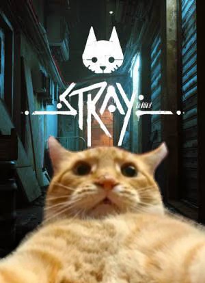 Stray, o jogo do gato, é lançado e internet reage com memes