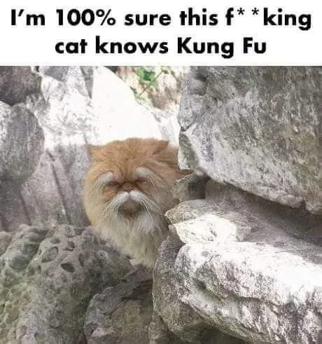 Kung fu cat - meme