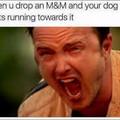Holy shit kills the damn dog