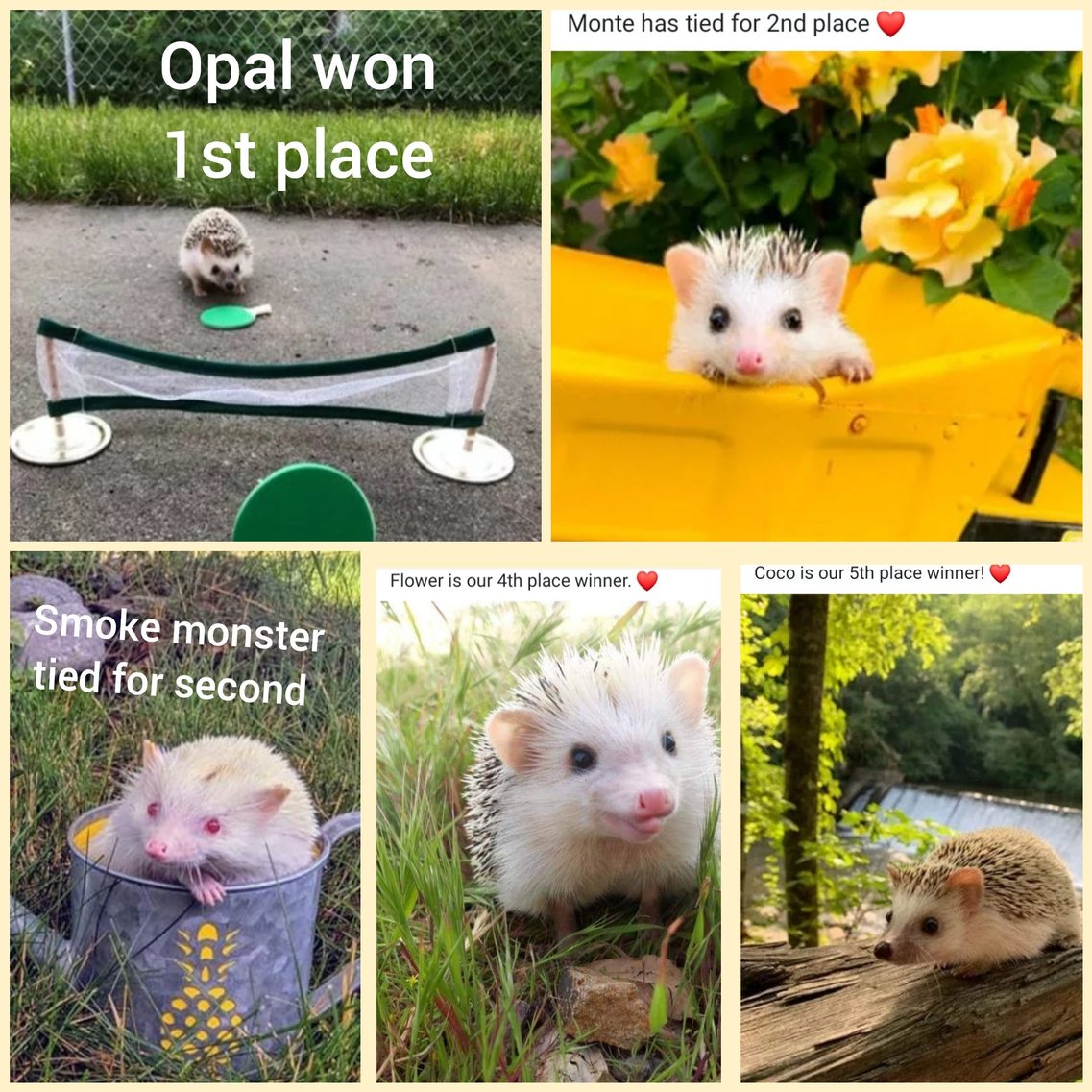 As requested, here are the hedgehog contest results! - meme