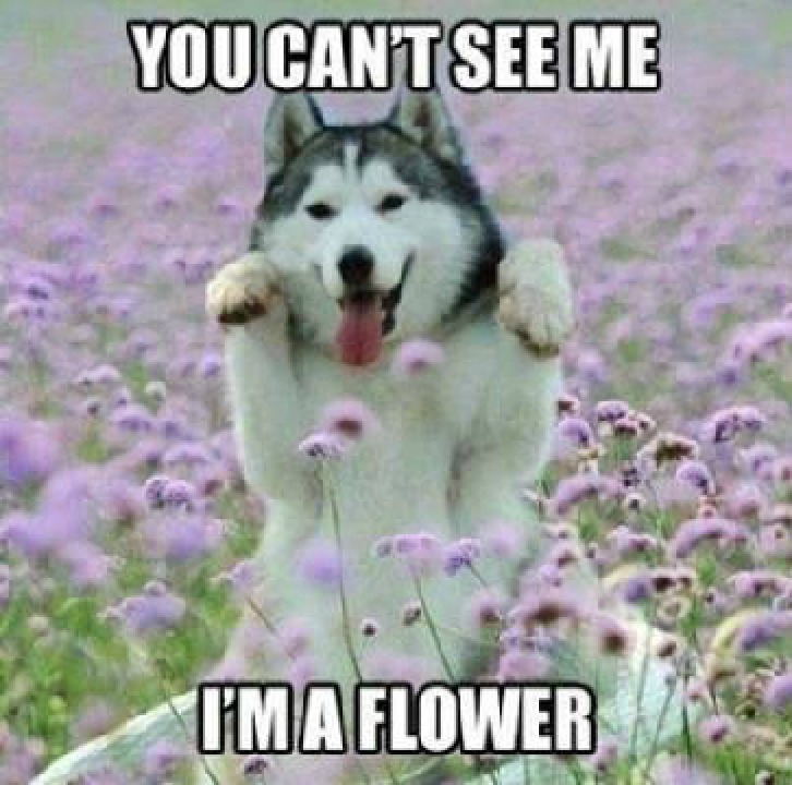 Flower puppy - meme