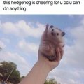 Helpful hedgehog