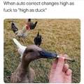 Ducking heck