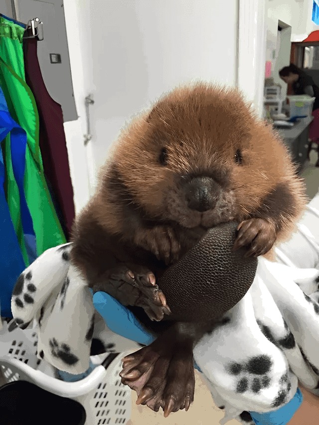 Here is a baby beaver  - meme