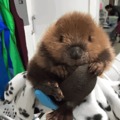 Here is a baby beaver 