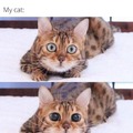 Cat meme