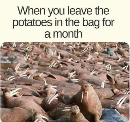dongs in a root - meme