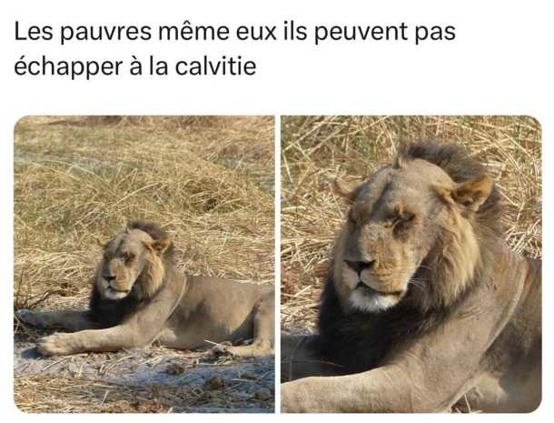 Même les pauvres ils esquivent pas la calvitie fr - meme