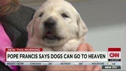 All doggos go to heaven!! - meme