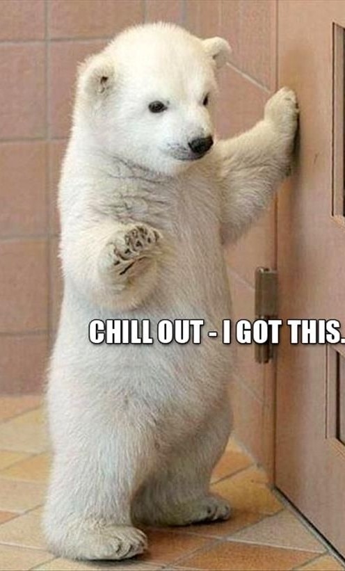 Polar bear - meme
