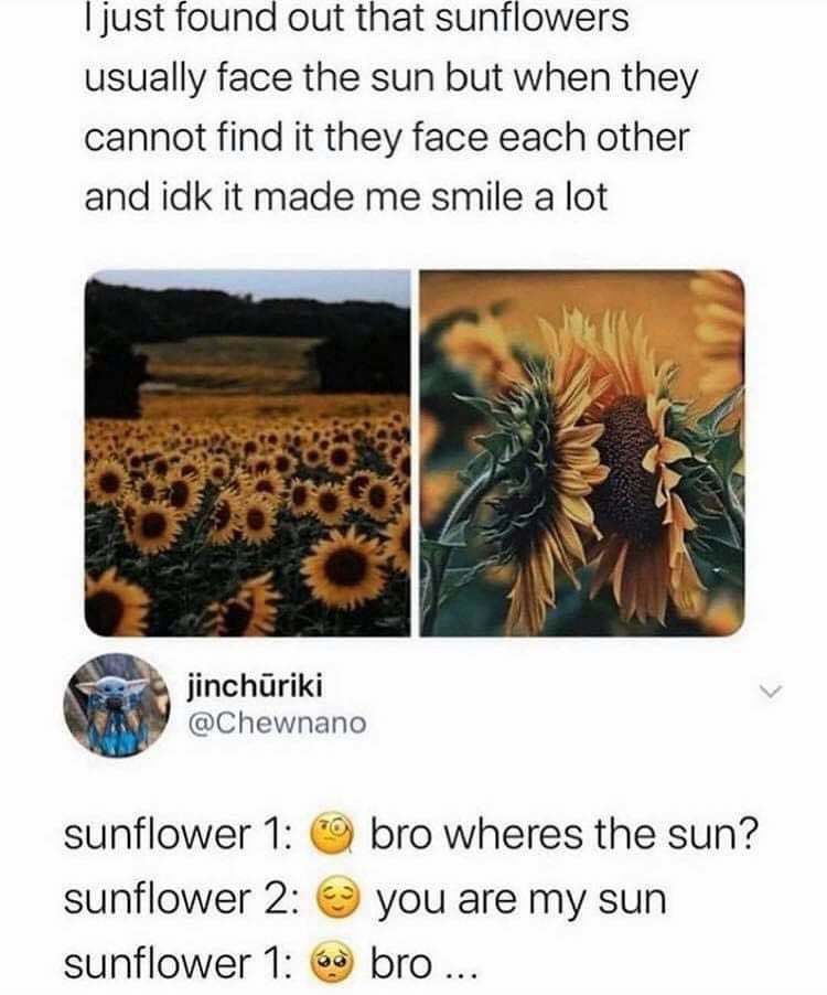 Sunflower, more like, ga*yflower - meme
