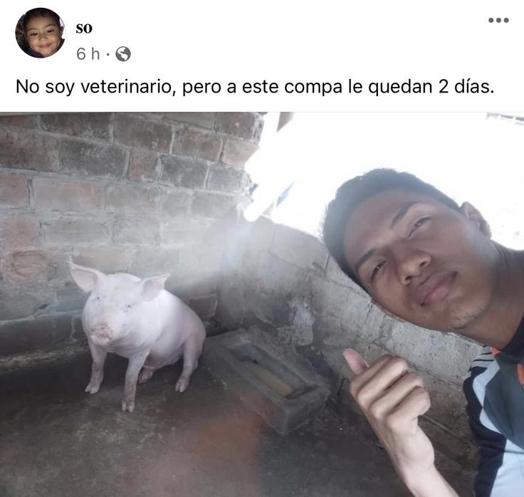 Pitos neikiam - meme
