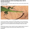 Scientists Identified Key Cells In Lizard Regeneration, Want To Recreate It In Humans