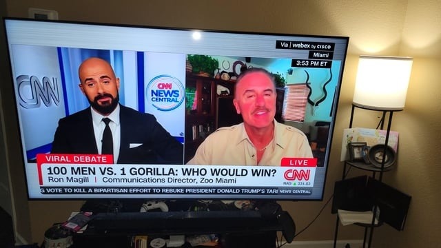 Live debate: 100 men vs gorilla hits peak internet - meme