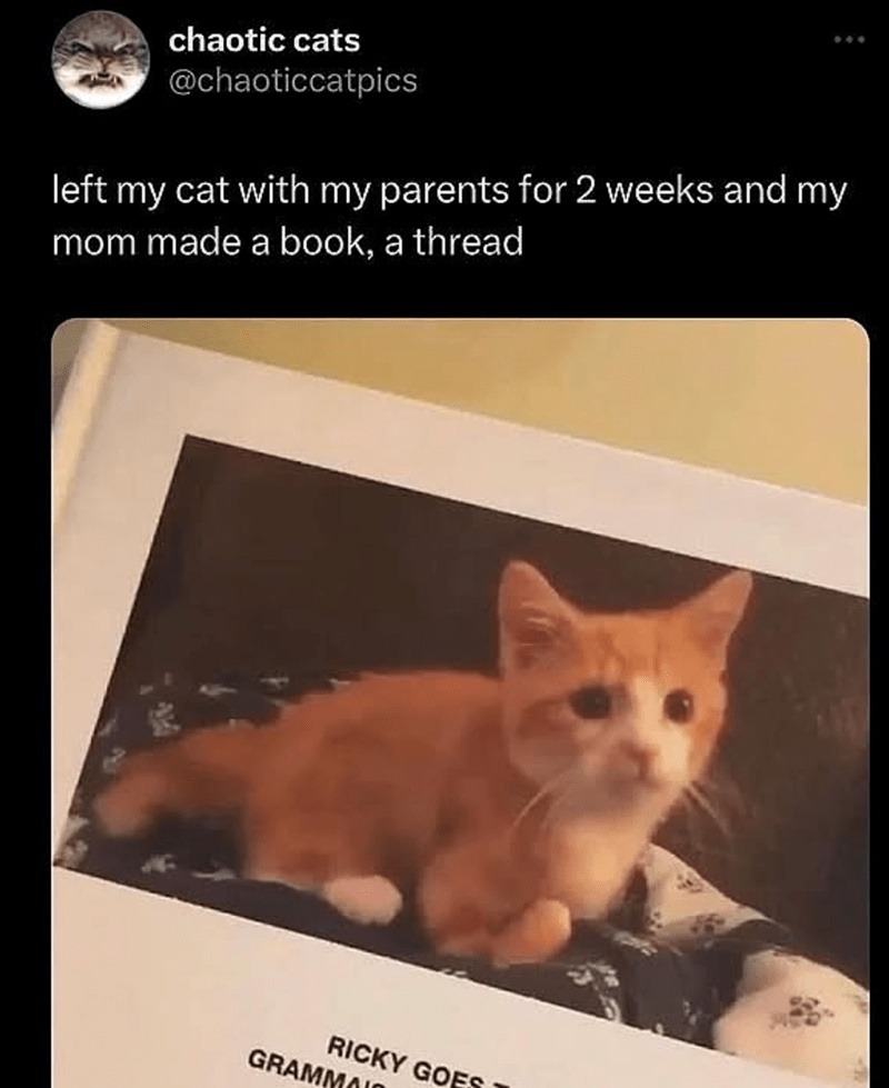 Left my cat with mom, came back to a full novel - meme