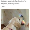 3rd Comment Kicks Labs