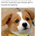 Barking internally