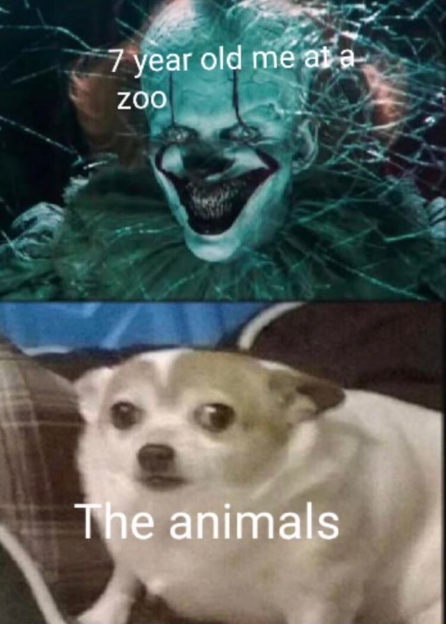The animals - meme