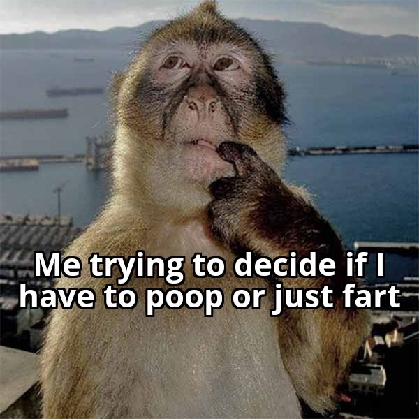 Pooping on your memes