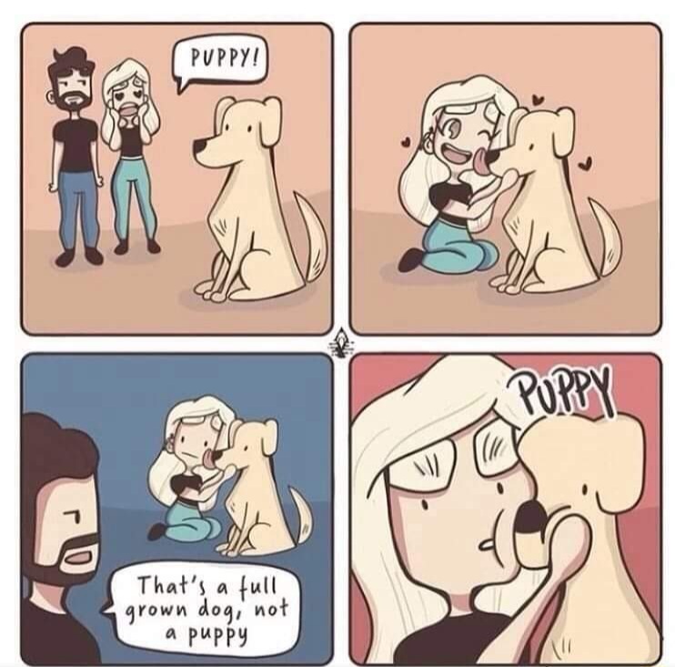 Always a puppy - meme