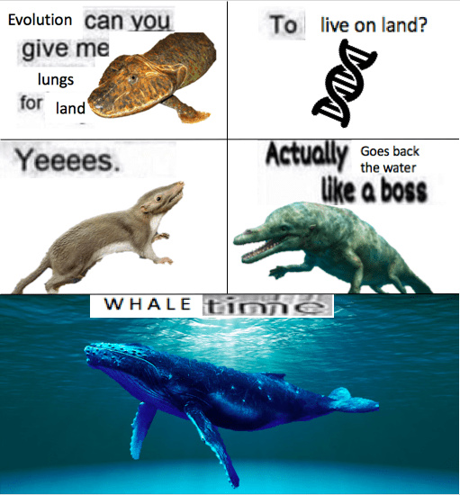 ballenas - meme