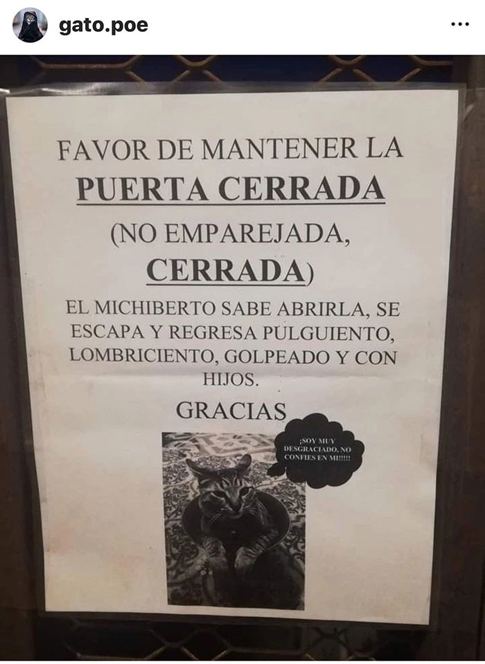 aviso de gato - meme