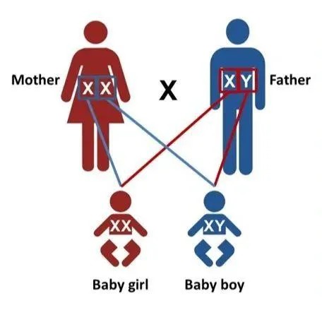 2 genders - meme