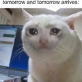 Crying cat mee