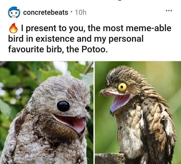 The meme bird