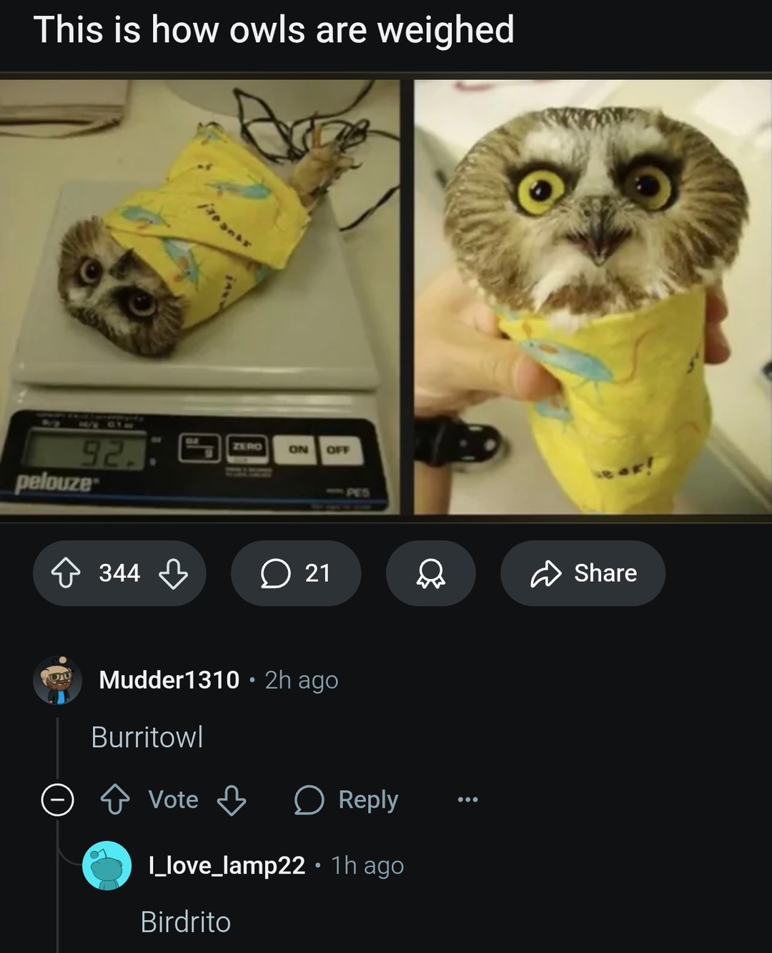 This is how owls get weighed and it’s adorable - meme